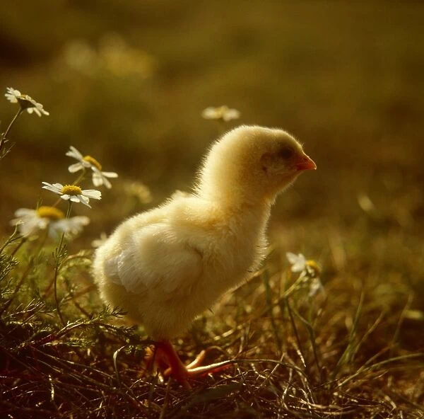 A fluffy yellow Chick