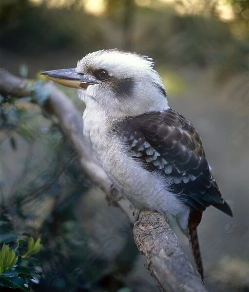 Kookaburra Kingfisher