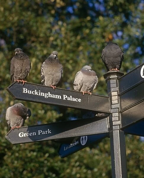 Pigeons sitting on London Post Sign