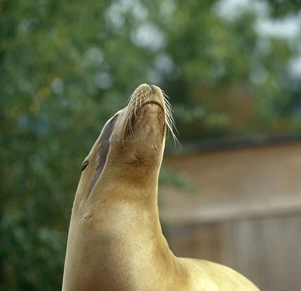 Sea Lion looking up