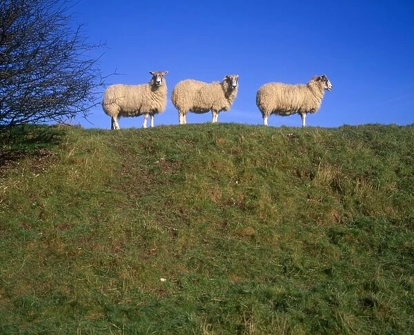 Three Sheep in a row on a hill