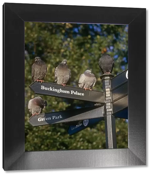 Pigeons sitting on London Post Sign