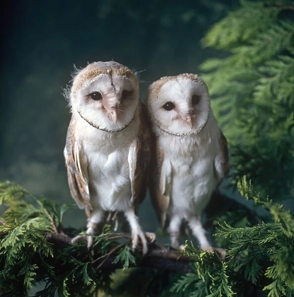 Two Barn Owls, inside