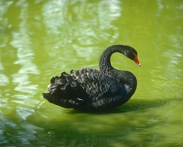 A black Swan with red beak