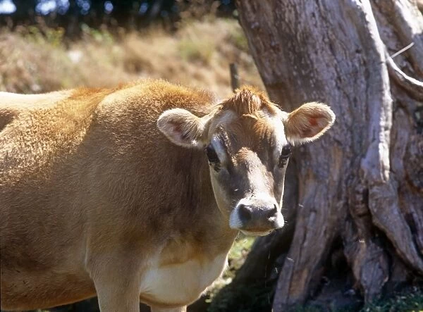 Brown Cow. Picture Bank Animals