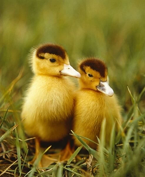 Two ducklings outdoors