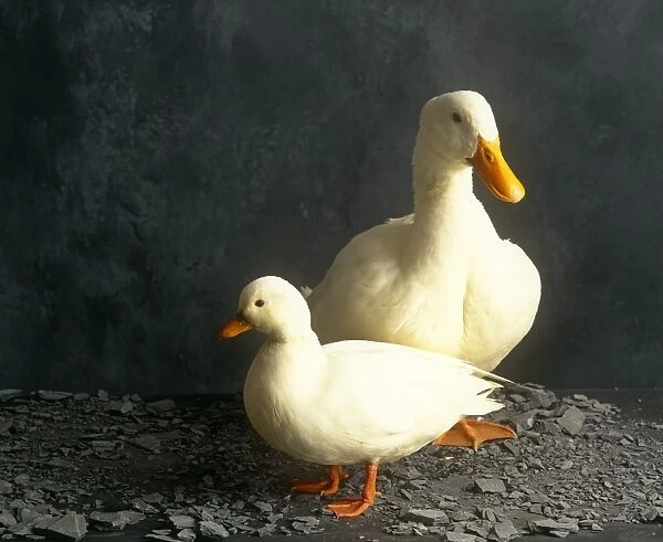Two Ducks. Picture Bank Animals