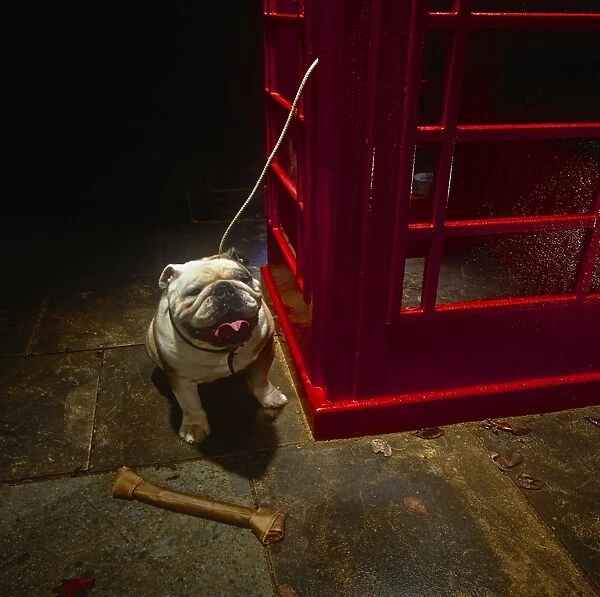 English Bulldog next to a red telephone box
