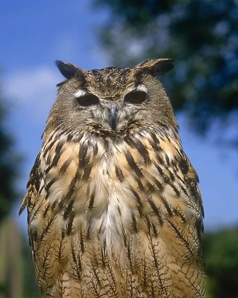 Feathered Owl. Picture Bank Animals