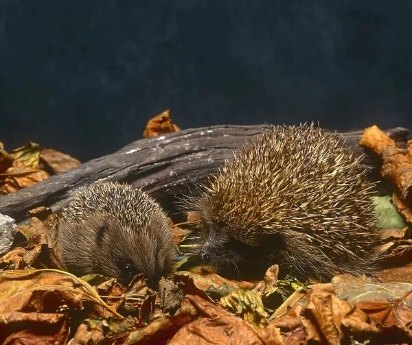 Two Hedgehogs. Picture Bank Animals