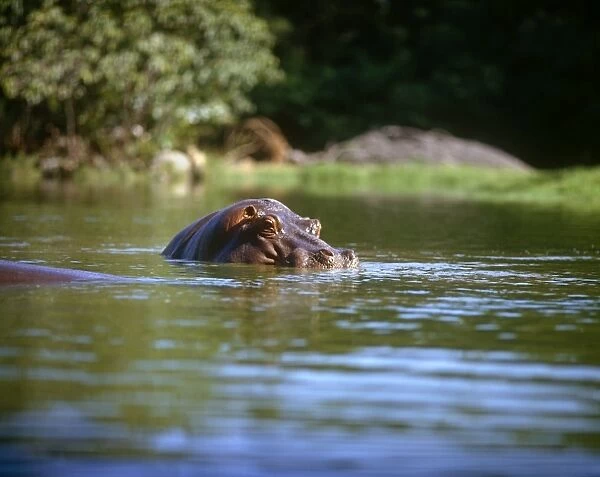 Hippo Hippopotamus. Picture Bank Animals