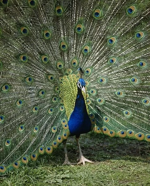 Male peacock. Peacock