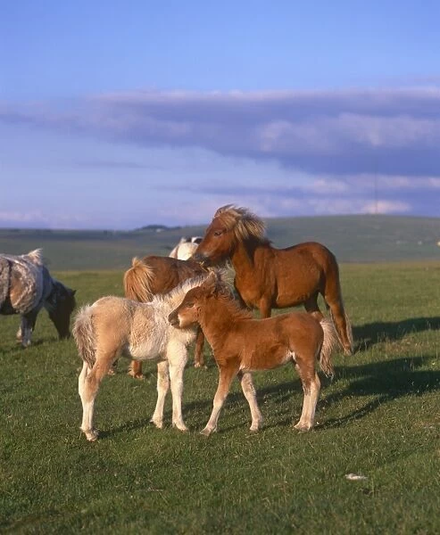 Multiple Shetland Ponies, outside