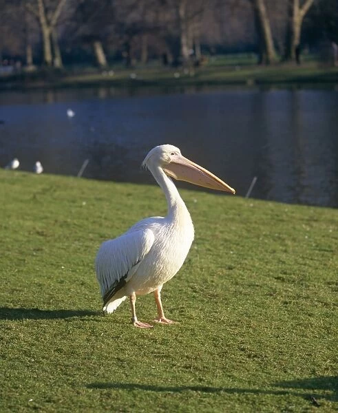 A Pelican. Picture Bank Animals
