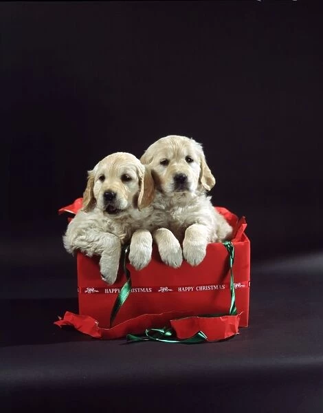 Two Puppies in a present Christmas & New Years