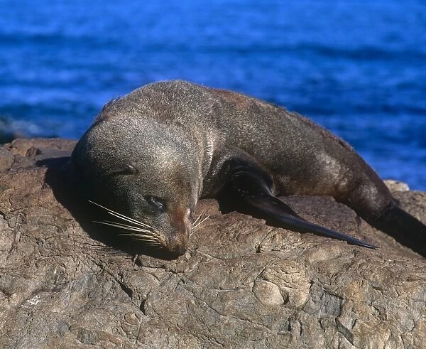 Sea Lion sunbathing on a rock
