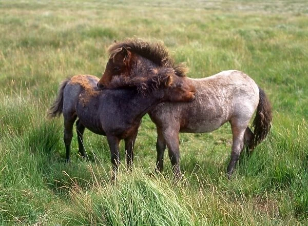 Two Shetland Ponies, outside