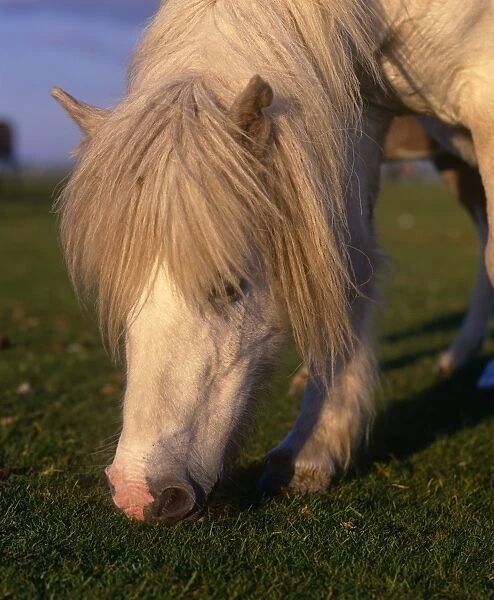 Shetland Pony grazing on grass, outside
