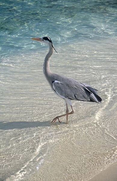 Tall Heron. Picture Bank Animals