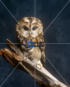 Branch Collection: A baby Barn Owl