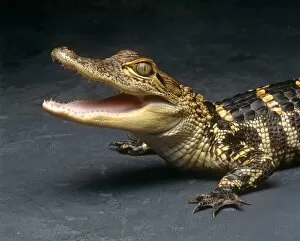 Animal Gallery: Baby Crocodile