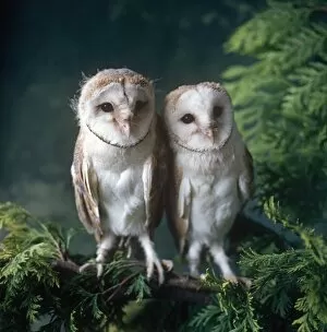 Leaves Collection: Two Barn Owls, inside
