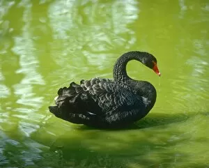 Water Gallery: A black Swan with red beak