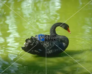 Animals Gallery: A black Swan with red beak