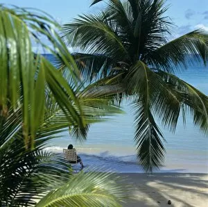Palm Gallery: Blue Water beach, Antigua, West Indies