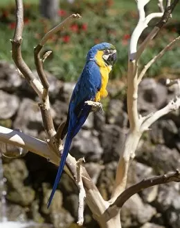 Animals Gallery: Blue and yellow Parrot