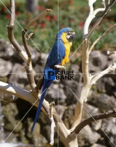 Tree Gallery: Blue and yellow Parrot