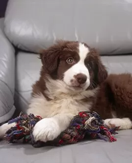 House Collection: Border Collie puppy, inside