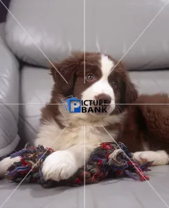 Animals Gallery: Border Collie puppy, inside