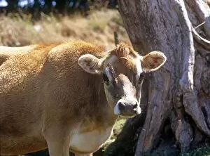 Farm Gallery: Brown Cow