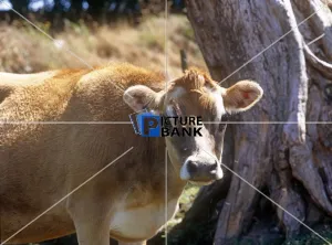 Tree Gallery: Brown Cow
