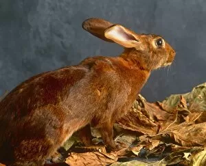 Leaves Collection: Brown Hare