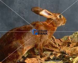 Close Up Collection: Brown Hare