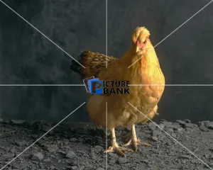 Brown Gallery: Brown hen indoors