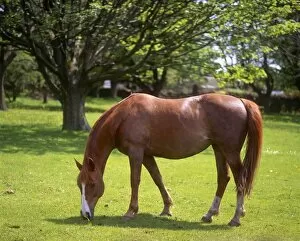 Sunny Gallery: Brown Horse grazing, outside