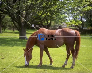 Animals Gallery: Brown Horse grazing, outside