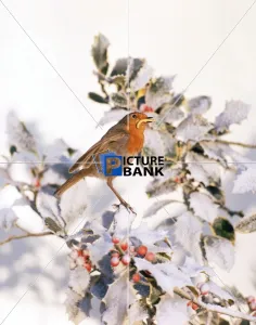Christmas & New Years Collection: Christmas & New Years