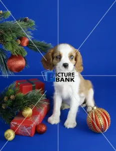 Christmas & New Years Collection: Christmas & New Years