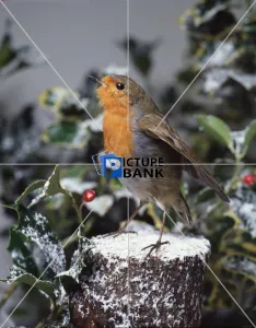 Christmas & New Years Collection: Christmas & New Years