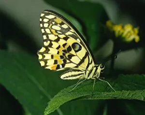 Citrus swallowtail, Papilio demoleus