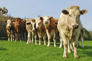 Cute Gallery: Cows in field