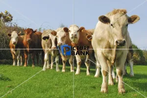 Funny Collection: Cows in field