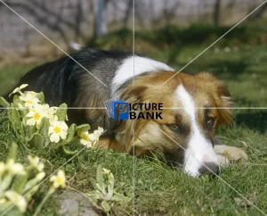 Animals Gallery: Cute fluffy Dog, outside