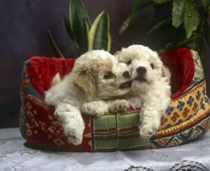 Couple Gallery: Cute puppies