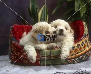 Animals Gallery: Cute puppies