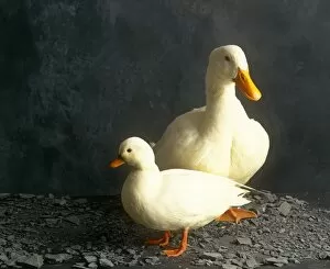 Outside Gallery: Two Ducks
